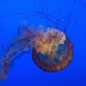 Meet your Posher, Ann